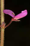 Florida ticktrefoil